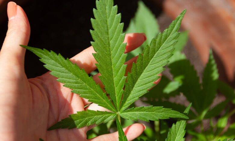 allperfecthealth: cannabis-plant-in-hand