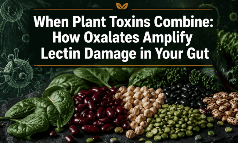 Synergistic Plant Toxin Effects: How Oxalates Amplify Lectin Damage in the Gut