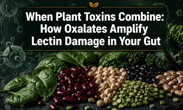 Synergistic Plant Toxin Effects: How Oxalates Amplify Lectin Damage in the Gut
